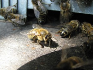 apiculture